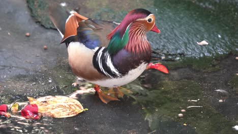 female mandarin duck, walking up the shore, male mandarin duck wiggling its tail with excitement during mating season, dipping it's beak into the water, cleaning and grooming by the pond