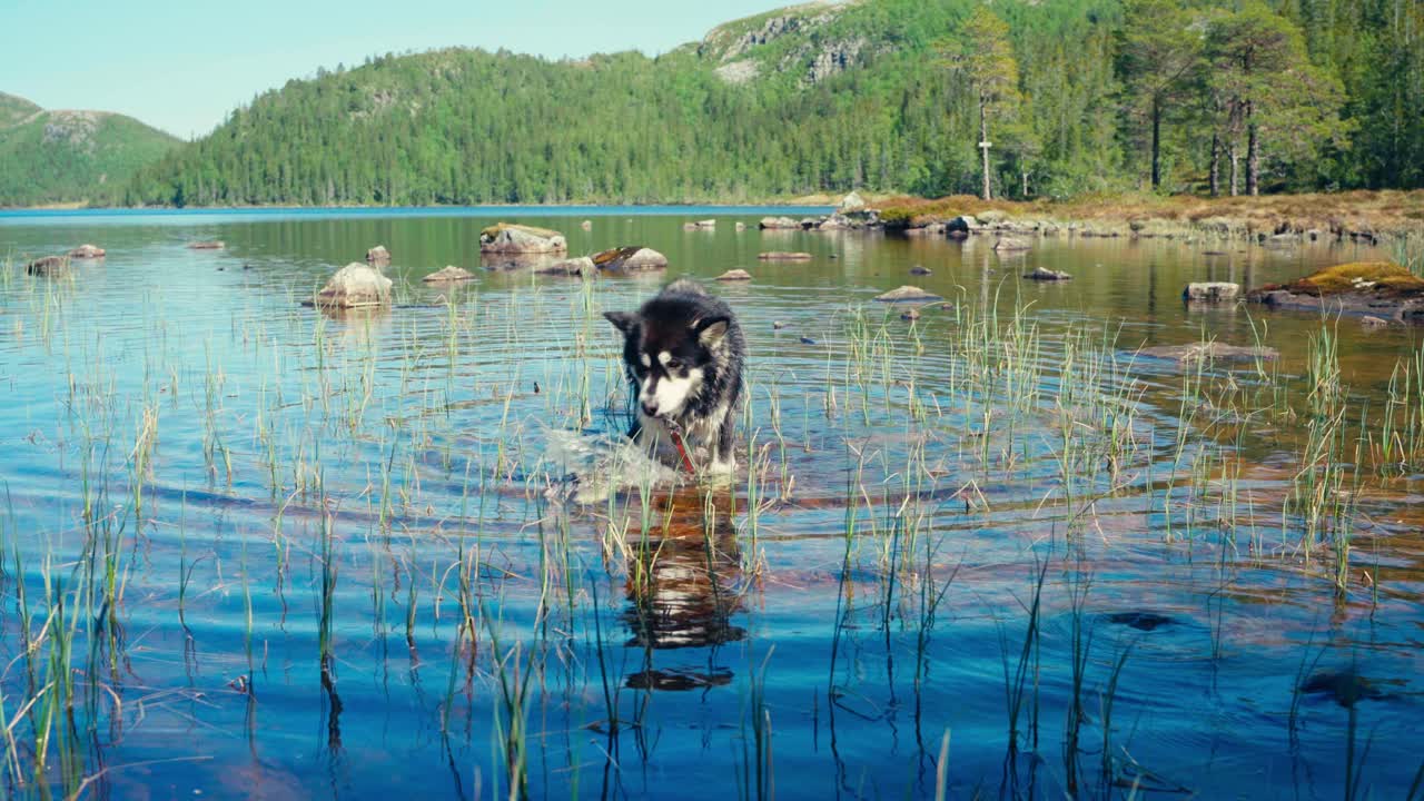 Alaskan Malamute Pet Dog In Shallow River Water In Indre Fosen, Norway - Wide Shot