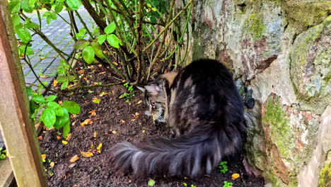maine coon cat carrying hunted bird in mouth while walking on wet garden path after rain