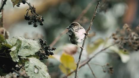 small sparrow looks around and then flies off