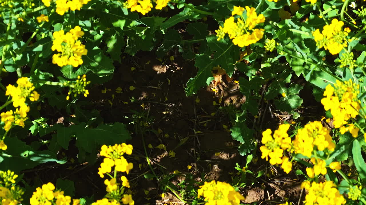 Bright yellow flowers in bloom above rich brown soil, lit by springtime sunshine