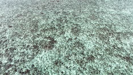 crystal-clear shallow waters with visible coral reefs on the ocean floor at low tide. aerial