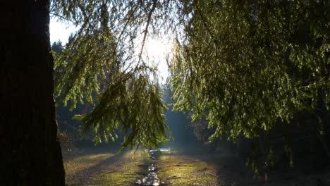 Las-Llamaradas-Del-Sol-Brillan-A-Través-De-La-Copa-Del-árbol