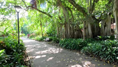 a peaceful walk down a tree-lined park pathway