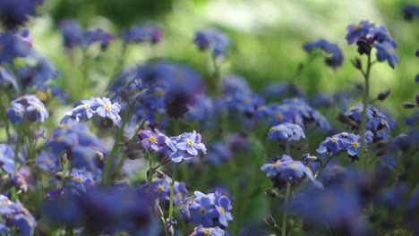 Video-Macro-De-Flores-Azules,-Pequeñas,-Primaverales-Con-Enfoque-Selectivo,-Cierre-De-Flores-En-El-Jardín