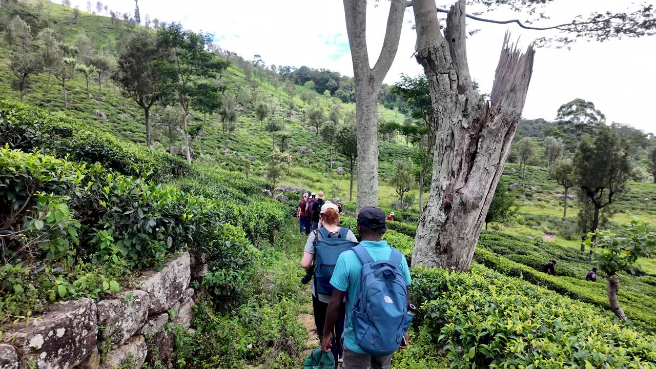 A guided group tour walking through lush tea plantation fields in Ella, Sri Lanka. Experience the scenic beauty and tranquility of the tea-covered hillside landscape. slow motion