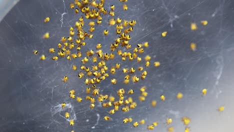 Frisch-Geschlüpfte-Babyspinnen,-Araneus-Diadematus-In-Einem-Britischen-Garten