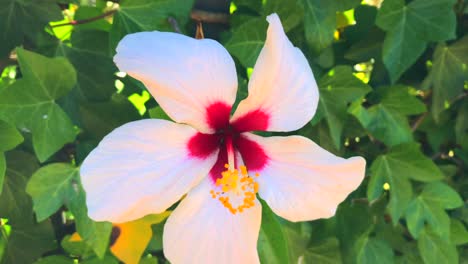 beautiful rare white and red hibiscus flower on a bush in marbella spain, tropical flower