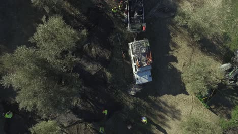 Top-down-shot-of-workers-with-reflective-vests-collecting-olives-from-trees-in-olive-grove,-off-road-car-with-trailer-parked-nearby