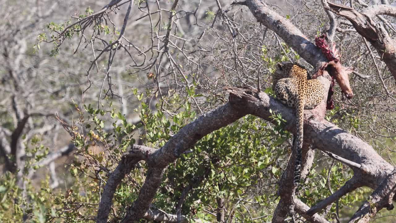 leopardo africano come presa de antílope desde una posición segura en el árbol