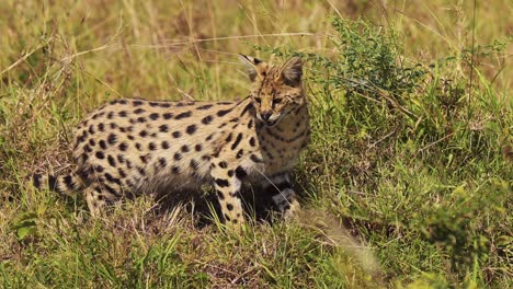 Zeitlupenaufnahme-Eines-Servals,-Der-In-üppigen-Graslandschaften-Nach-Kleiner-Beute-Jagt,-Sich-Stürzt-Und-Springt,-Nationalreservat-In-Kenia,-Afrikanische-Safaritiere-Im-Naturschutzgebiet-Masai-Mara-Nord