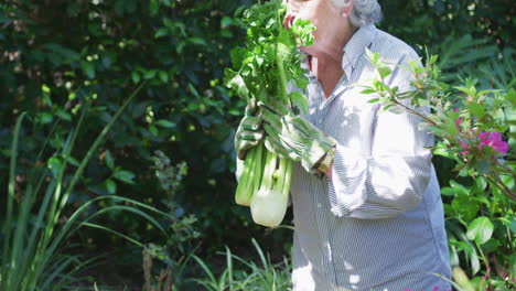 senior caucasian woman in garden wearing gloves