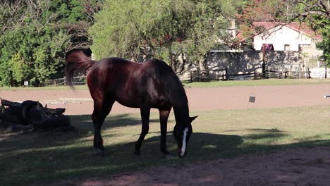 Caballos-Pastando-En-Hierba-En-Un-Campo-Rodeado-De-Arbustos