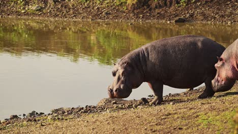 Hipopótamo,-Hipopótamo-En-La-Orilla-Del-Río-Mara-Bajo-El-Sol,-Luz-Solar-Cerca-Del-Agua,-Vida-Silvestre-Africana-En-La-Reserva-Nacional-Masai-Mara,-Kenia,-Animales-De-Safari-Africanos-En-La-Conservación-Del-Norte-De-Masai-Mara