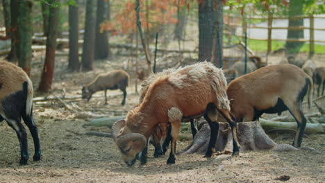 Panning-Shot-of-a-Herd-of-Cameroon-Sheep-and-Rams