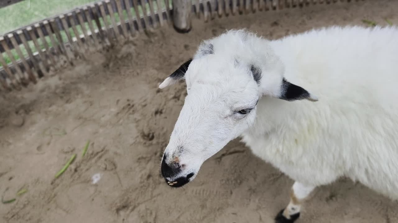 양 들 은 양  에 혀 있다