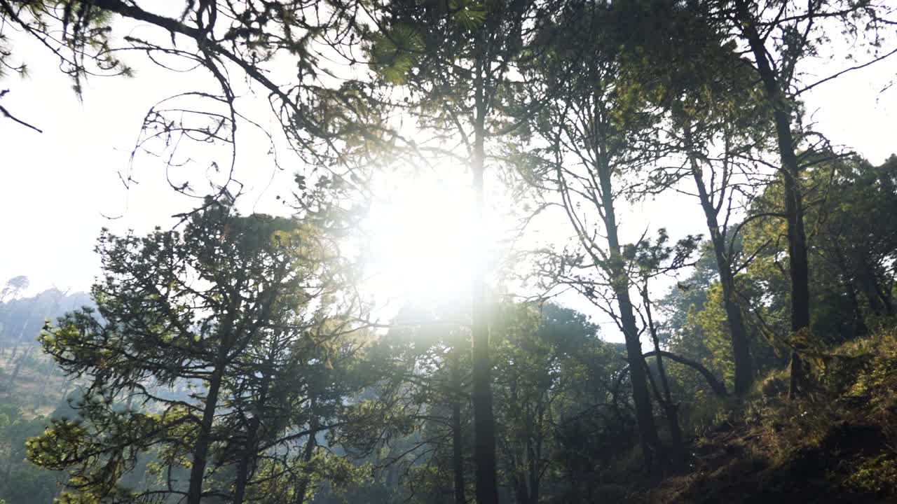 나무와 잎을 가로질러 빛나는 빛의 빛, 과테말라의 아카테고 화산
