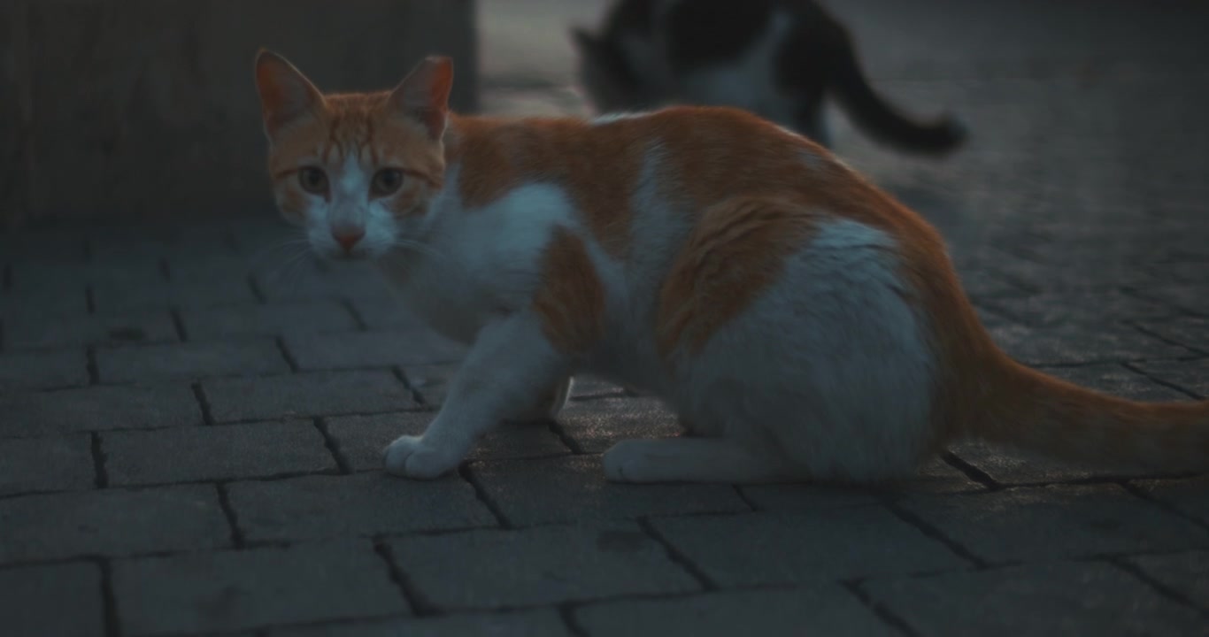 Gato vira-lata olhando para a câmera