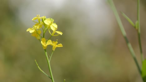 closeup shot of a mustard plant flowering