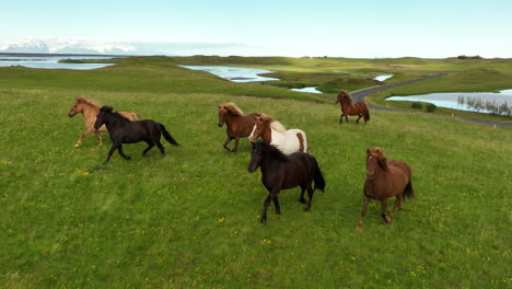 herd of horses running in slow motion in a meadow along a road in iceland