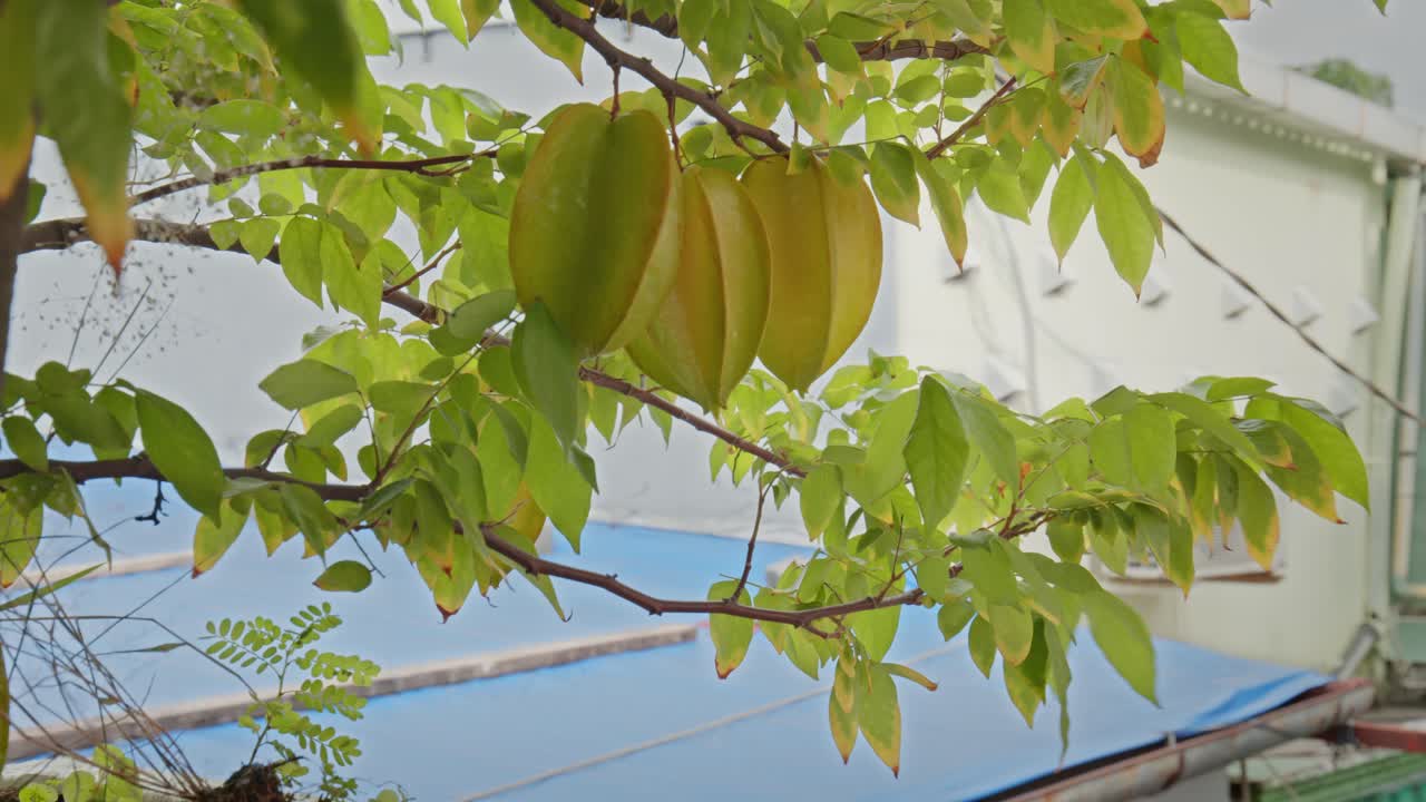 Star fruit in the garden with with a background of green leaves that are quite lush and look a little blurry_4K24fps
