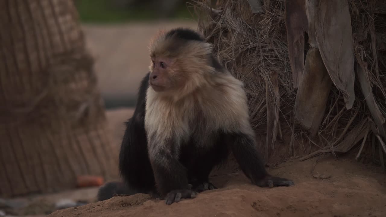 a hungry capuchin monkey searches a small dirt mound for grubs