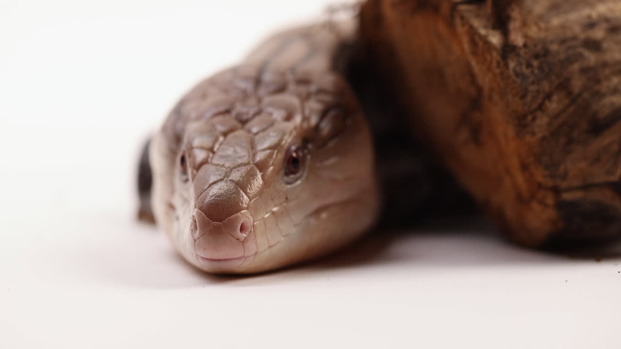 Blue tongue skink curls tongue - extreme close up - slow motion - isolated on white background