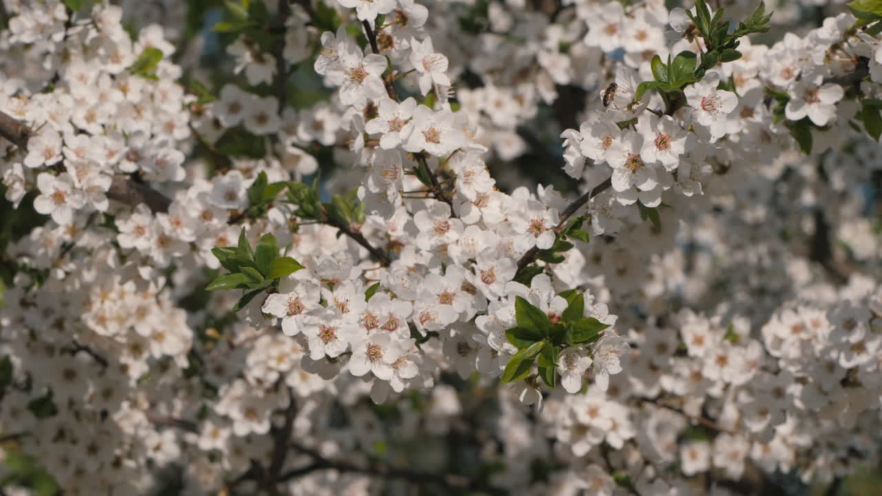 Flores de la primavera