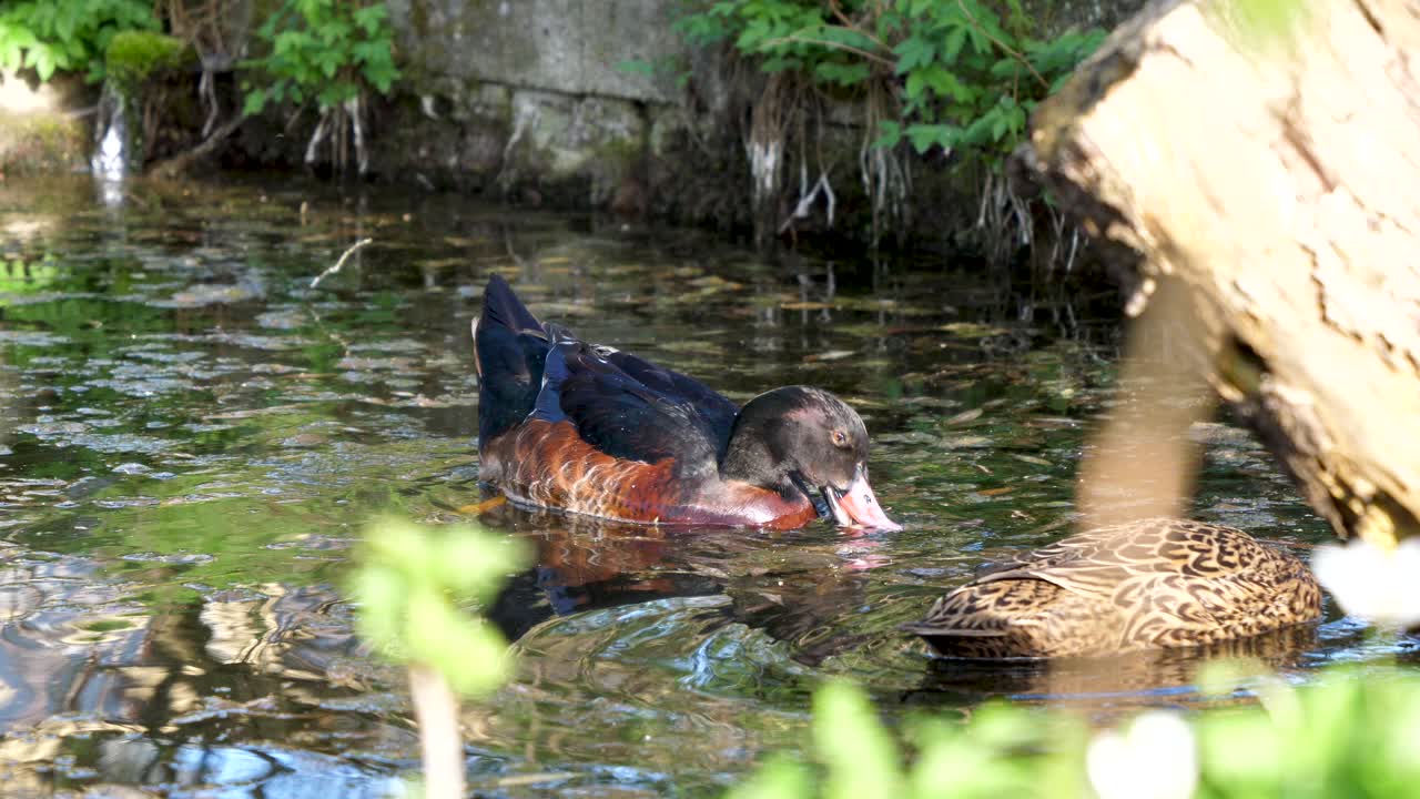 Due anatre germano reale cercano del cibo con il becco in uno stagno nero con alghe