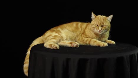 Domestic-cat-shaking-his-tail-pleased,-in-front-of-black-screen-stand