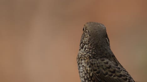 Facing-towards-the-background-then-turns-its-head-to-the-left-and-looks-down,-White-throated-Rock-Thrush-Monticola-gularis-Female,-Thailand