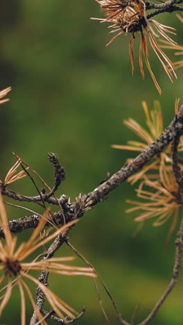 cu, slow motion: thin dry branch of coniferous tree with yellow needles on blurred green background in summer forest extreme close view
