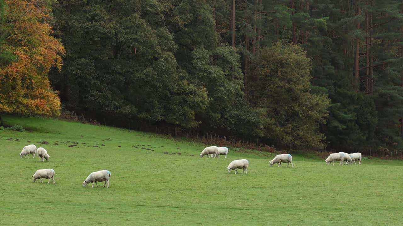 A small flock of sheep grazing in field in early Autumn. Staffordshire. UK