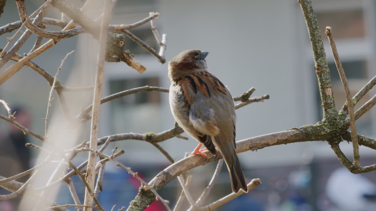 도시 환경 에서 가지 에 앉아 있는 집 새끼 의 클로즈업, 덤불 에 있는 새