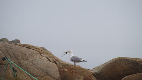 telephoto shot of seagull eating seaweed on ocean rocks on coast 4k 60p