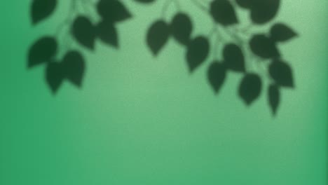naturaleza abstracta fondo de hojas silueta de sombra en la pared moviéndose por el viento