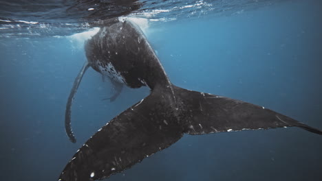 rearview of whale tail fluke bending undulating with water pressure to move gentle giant