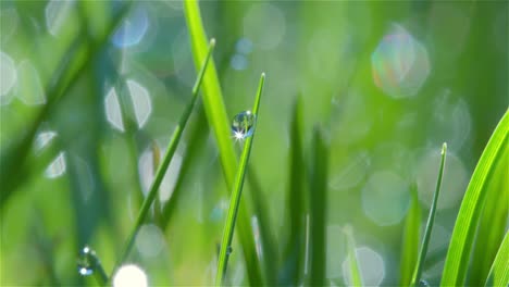 dew drop macro shot 02