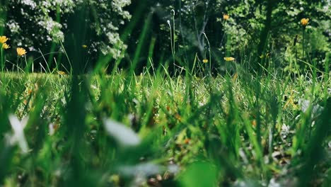 close-up view of grass and flowers in a park or meadow