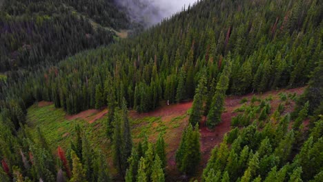 Exuberantes-Pinos-Alpinos-Verdes-En-La-Ladera-De-La-Montaña-En-El-Valle-De-Las-Montañas-Rocosas,-Colorado,-Ee.uu.