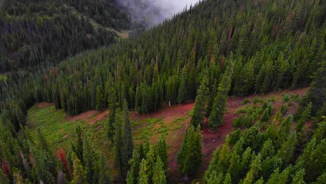 lush green alpine pine trees on mountain side in valley in rocky mountains, colorado, usa