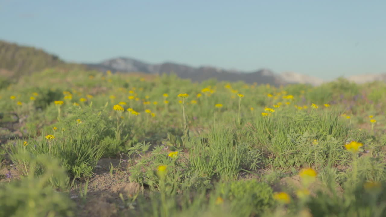 toma en movimiento a lo largo de la hierba verde con flores silvestres amarillas creciendo