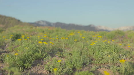 Moving-shot-along-green-grass-with-yellow-wildflowers-growing