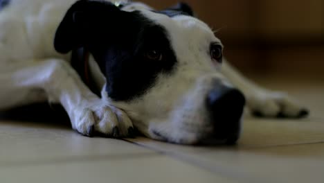 sad looking dog lying on a tiled floor