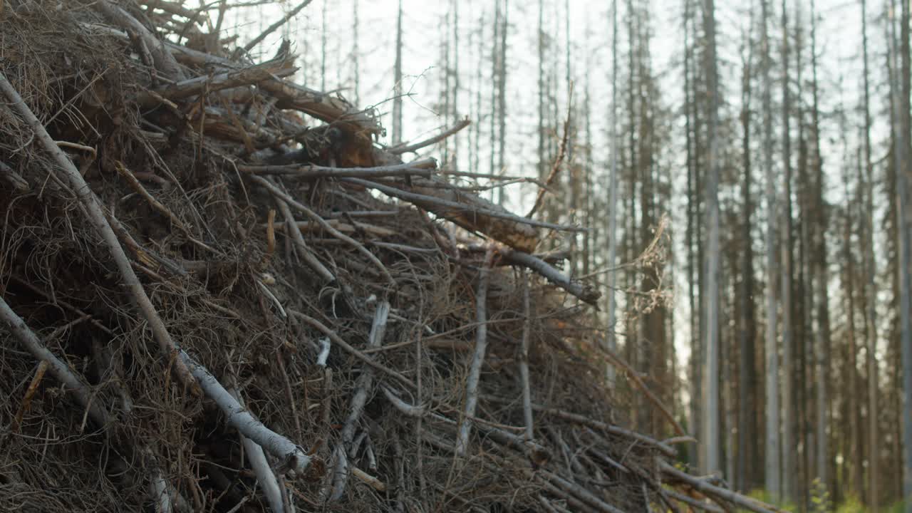 Pile of cut down dead dry spruce branches with forest hit by bark beetle in Czech countryside