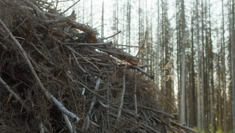 Pile-of-cut-down-dead-dry-spruce-branches-with-forest-hit-by-bark-beetle-in-Czech-countryside