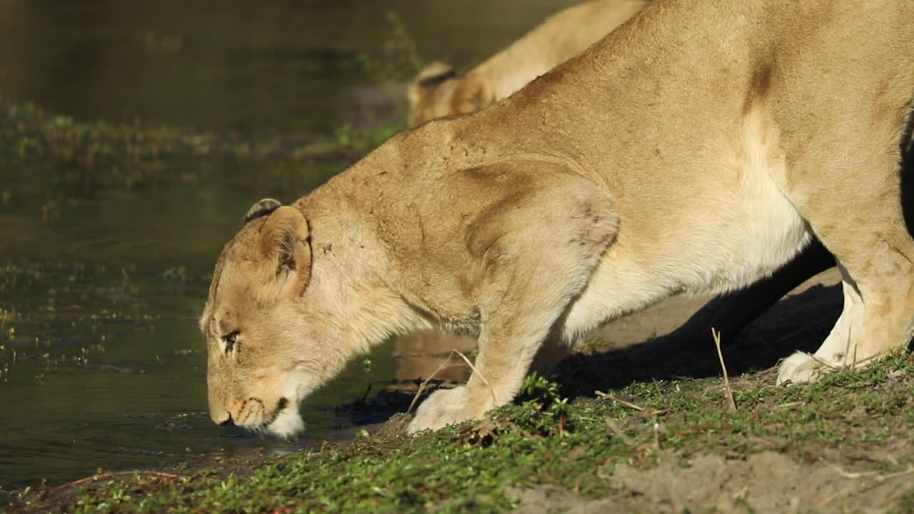 shot vanuit een gemiddeld perspectief van een leeuwin die op haar hurken zit om te drinken bij een waterpoel, grotere kruger