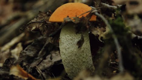 Herbstpilze-Im-Wald-Sonnenlicht-Im-Wald