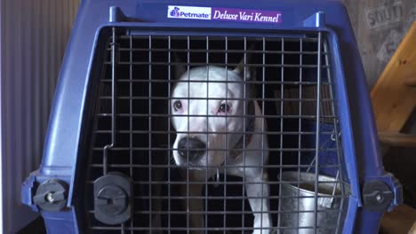 purebred cane corso dog laying down inside a transport cage