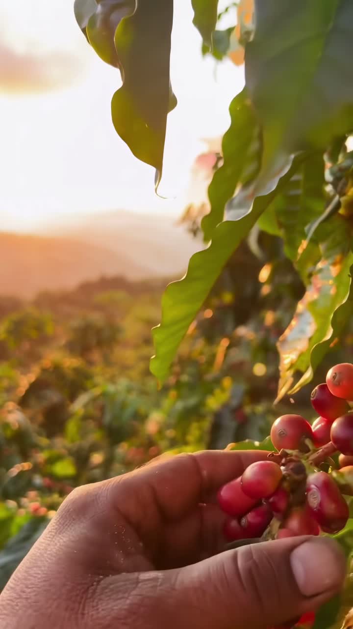 Close-up video angle of hand picking ripe coffee cherries at sunrise, capturing nature's bounty